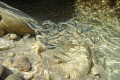   Minnow Madnesslittle fish rock pool low tide  